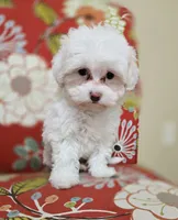 Luna **Reduced**, a female Cavapoo for sale in Chipley, FL – 7 of 10