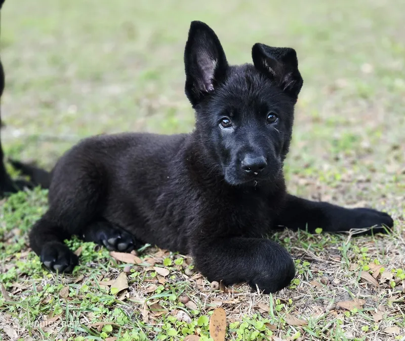 Thor – German Shepherd Dog puppy for sale in Chipley, FL