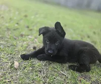 Thor, a male German Shepherd Dog for sale in Chipley, FL – Photo 2 of 4