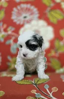Sky **T-Cup CavaPoo  under 6 lbs @ full grown **, a female Cavapoo for sale in Chipley, FL – 7 of 8