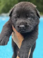 Slade, a male German Shepherd Dog for sale in Chipley, FL – 1 of 3