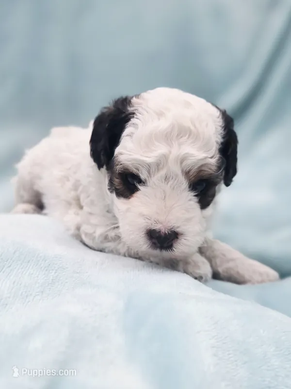 Bandit  – Cavapoo puppy for sale in Chipley, FL