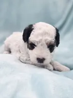 Bandit , a male Cavapoo for sale in Chipley, FL – 1 of 10