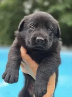 Mara, a female German Shepherd Dog for sale in Chipley, FL – 2 of 7