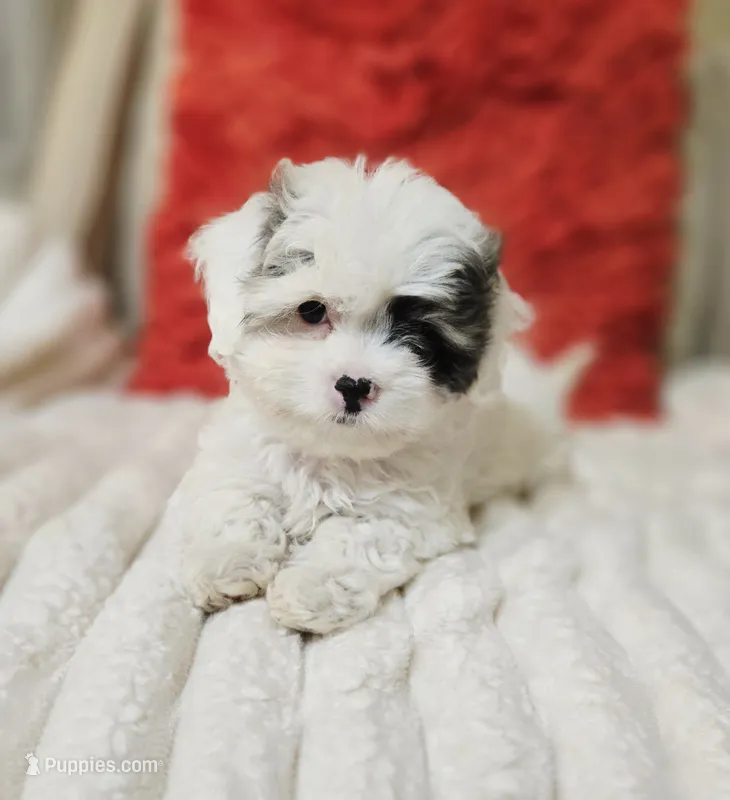 Sky **T-Cup CavaPoo  under 6 lbs @ full grown ** – Cavapoo puppy for sale in Chipley, FL