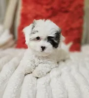 Sky **T-Cup CavaPoo  under 6 lbs @ full grown **, a female Cavapoo for sale in Chipley, FL – 1 of 9