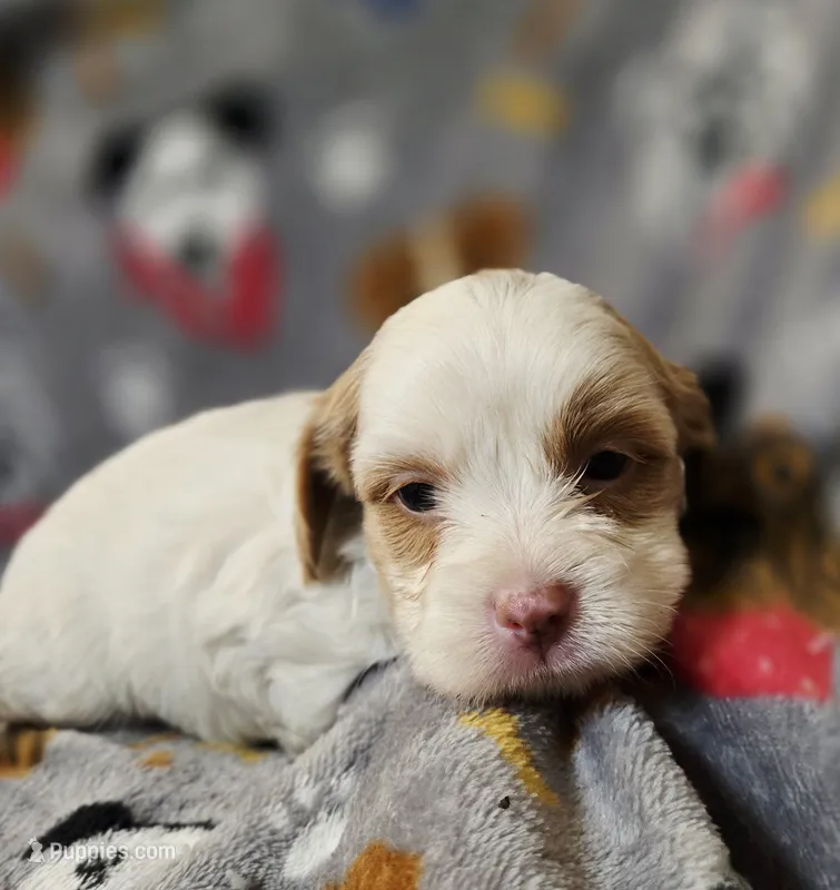 Penelope – Cavapoo puppy for sale in Chipley, FL