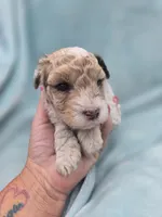 Oliver, a male Cavapoo for sale in Chipley, FL – 2 of 10