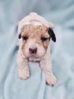 Oliver, a male Cavapoo for sale in Chipley, FL – 4 of 10
