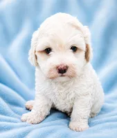 Casper, a male Cavapoo for sale in Chipley, FL – 2 of 3