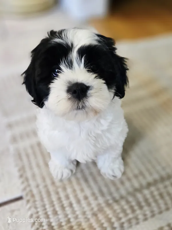  Macie – Cavapoo puppy for sale in Chipley, FL