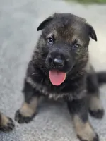 Kane, a male German Shepherd Dog for sale in Chipley, FL – 2 of 7