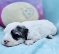 Sky, a female Cavapoo for sale in Chipley, FL – 6 of 7