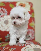 Luna **Reduced**, a female Cavapoo for sale in Chipley, FL – 6 of 10