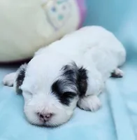 Sky, a female Cavapoo for sale in Chipley, FL – 2 of 7