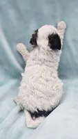 Bandit , a male Cavapoo for sale in Chipley, FL – 6 of 10