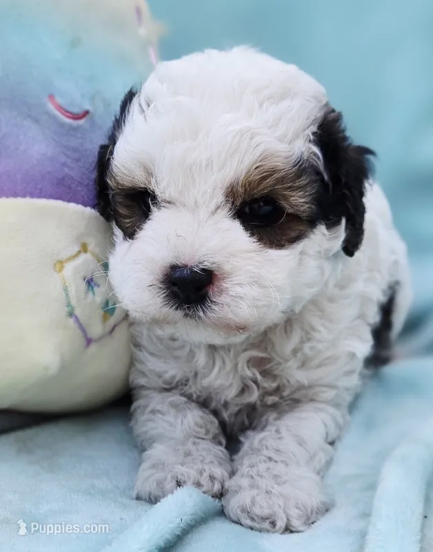 Bandit  – Cavapoo puppy for sale in Chipley, FL