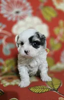 Sky **T-Cup CavaPoo  under 6 lbs @ full grown **, a female Cavapoo for sale in Chipley, FL – 6 of 8