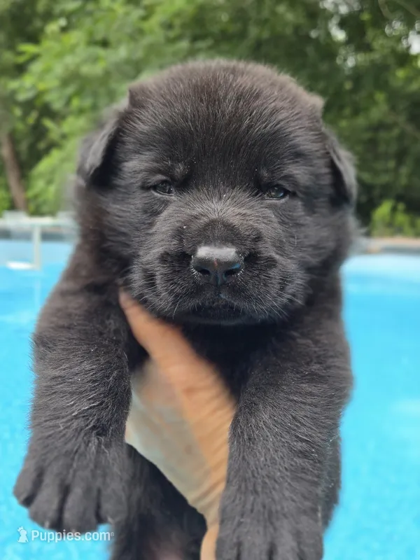 Kodak  – German Shepherd Dog puppy on hold in Chipley, FL