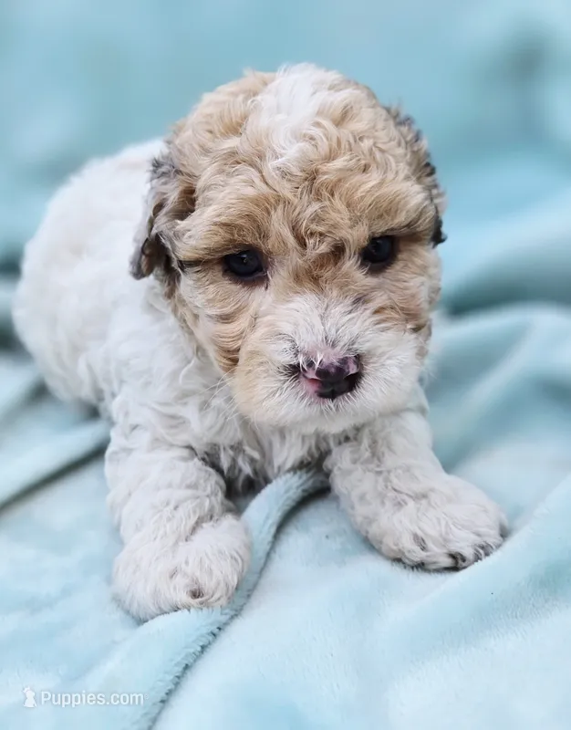 Oliver – Cavapoo puppy for sale in Chipley, FL