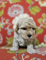 Chicken Nugs, a male Cavapoo for sale in Chipley, FL – 9 of 9
