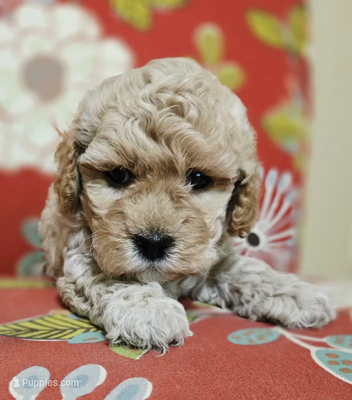 Chicken Nugs – Cavapoo puppy for sale in Chipley, FL