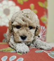 Chicken Nugs, a male Cavapoo for sale in Chipley, FL – 1 of 9