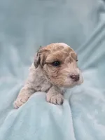 Oliver, a male Cavapoo for sale in Chipley, FL – 10 of 10