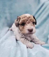 Oliver, a male Cavapoo for sale in Chipley, FL – 1 of 10