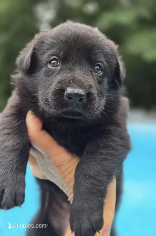 Mara – German Shepherd Dog puppy for sale in Chipley, FL