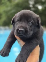 Mara, a female German Shepherd Dog for sale in Chipley, FL – 4 of 7