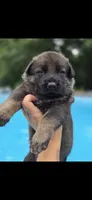 Kane, a male German Shepherd Dog for sale in Chipley, FL – 7 of 7
