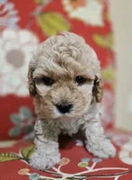 Chicken Nugs, a male Cavapoo for sale in Chipley, FL – 4 of 9