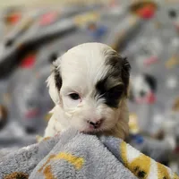 Sky (Micro CavaPoo), a female Cavapoo for sale in Chipley, FL – 4 of 10