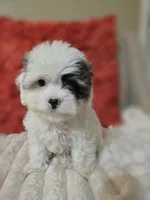 Sky **T-Cup CavaPoo  under 6 lbs @ full grown **, a female Cavapoo for sale in Chipley, FL – 8 of 9