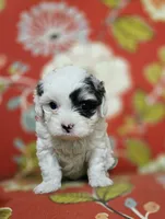 Sky **T-Cup CavaPoo  under 6 lbs @ full grown **, a female Cavapoo for sale in Chipley, FL – 4 of 8