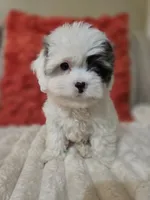 Sky **T-Cup CavaPoo  under 6 lbs @ full grown **, a female Cavapoo for sale in Chipley, FL – 7 of 9