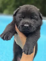 Kodak , a male German Shepherd Dog for sale in Chipley, FL – 2 of 5