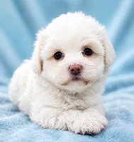 Luna, a female Cavapoo for sale in Chipley, FL – 2 of 3