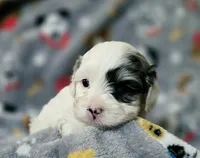 Sky (Micro CavaPoo), a female Cavapoo for sale in Chipley, FL – 3 of 10