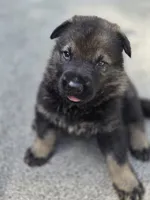 Kane, a male German Shepherd Dog for sale in Chipley, FL – 3 of 7