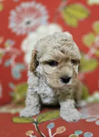 Chicken Nugs, a male Cavapoo for sale in Chipley, FL – 6 of 9