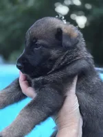 Arya, a female German Shepherd Dog for sale in Chipley, FL – 6 of 6