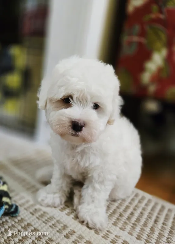 Casper – Cavapoo puppy for sale in Chipley, FL