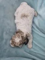 Oliver, a male Cavapoo for sale in Chipley, FL – 7 of 10