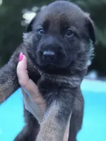 Arya, a female German Shepherd Dog for sale in Chipley, FL – 1 of 6