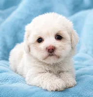 Luna, a female Cavapoo for sale in Chipley, FL – 3 of 3