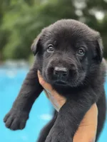 Mara, a female German Shepherd Dog for sale in Chipley, FL – 3 of 7