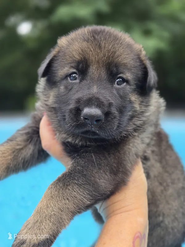 Kane – German Shepherd Dog puppy for sale in Chipley, FL