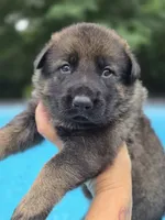 Kane, a male German Shepherd Dog for sale in Chipley, FL – 1 of 7